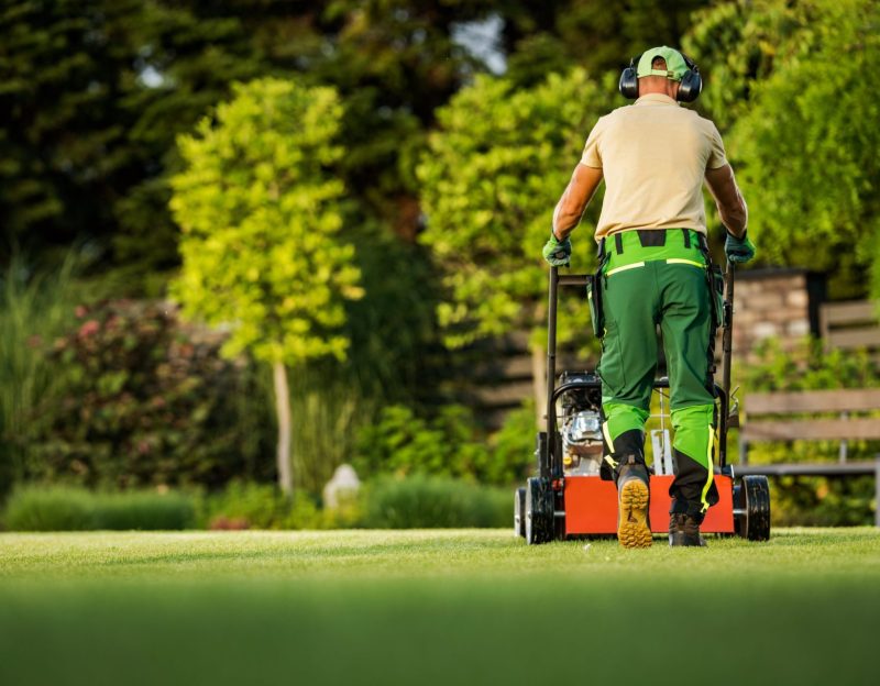 Professional Caucasian Landscaper Pushing Scarifier Machine. Removing Straw and Moss From the Lawn Inside Beautiful Mature Garden.