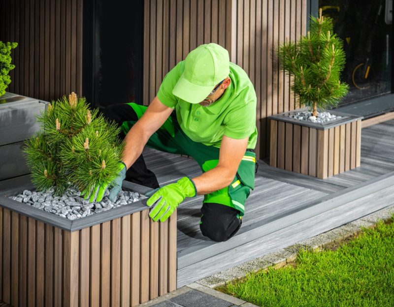 Caucasian Landscaper and Gardener Building Modern Elegant Backyard Garden Decorated with Pine Trees.